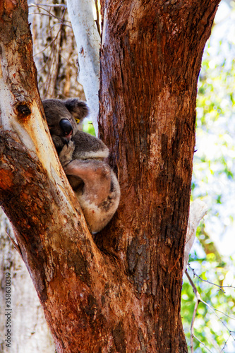 Photography Koala hospital in Port Macquire, Australia