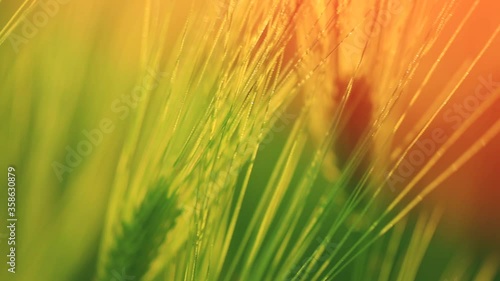 Spikelets of a wheat field move in the wind against the sunny background 