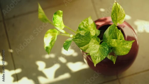 Still shot of a green leaves in a pot under the shade 4k 30fps