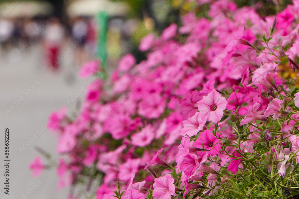background texture purple Petunia on the old street. Annual summer flowers close-up for balconies or vases on streets, flower beds or in garden. background texture purple Petunia on the old street. Annual summer flowers close-up for balconies or vases on streets, flower beds or in garden.