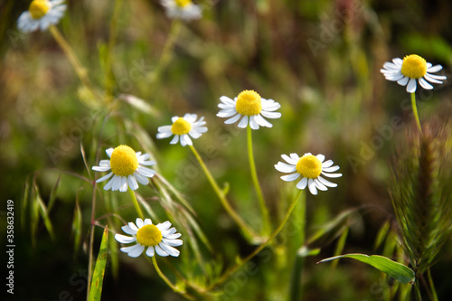 Daisies on the lawn in the garden during the day.