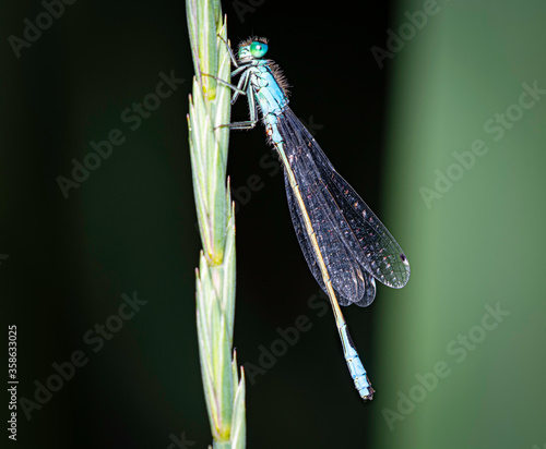 close-up view of a small damselfly in natural habitat