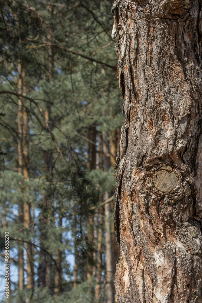 Texture of pine bark. Tree close up. Screensaver on the theme of nature. Tree trunk. Wood background. Design element.