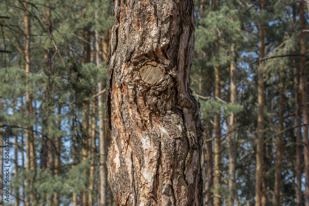 Texture of pine bark. Tree close up. Screensaver on the theme of nature. Tree trunk. Wood background. Design element.