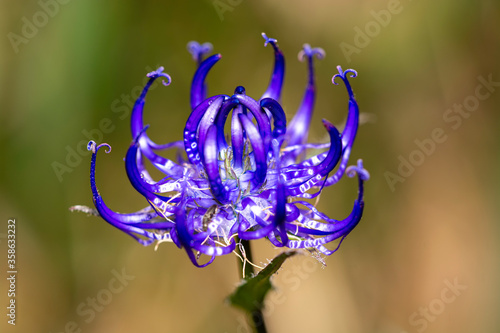 close-up of a blossom of  round-headed rampion or devils claw - Phyteuma orbiculare  photo