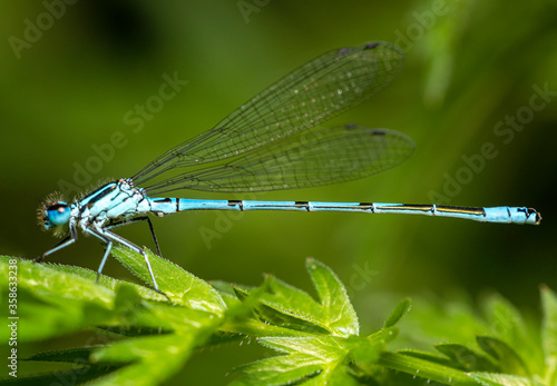 close-up view o a small blue damselfly