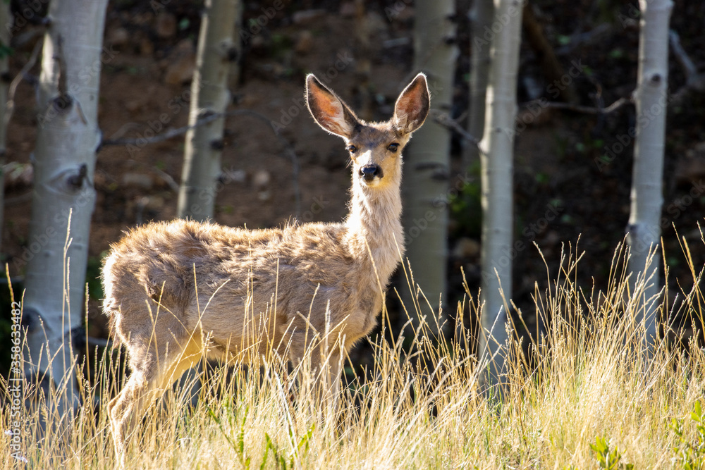 Deer in the Pike National Forest Deer in the Pike National Forest
