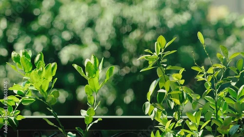 Slider shot of a green leaves on the garden balcony 4k 30fps