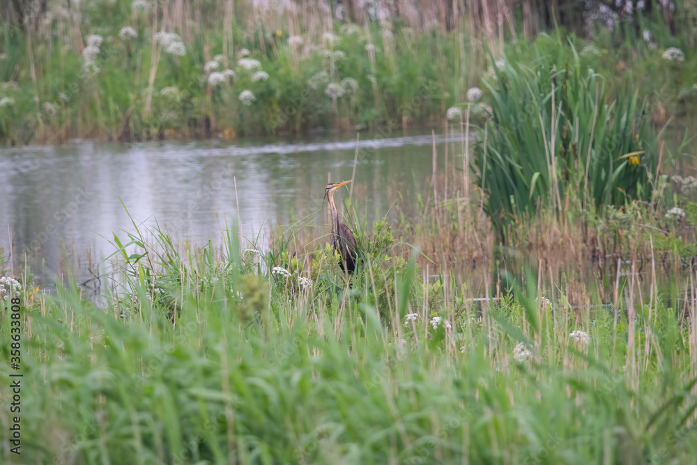 Fototapeta premium Purple Heron in his nesting habitat.
