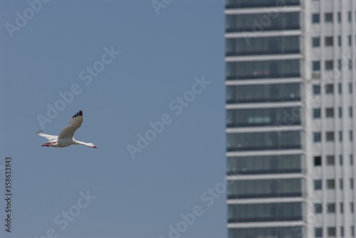 Selective focus shot of an elegant Coscoroba swan in flight photo