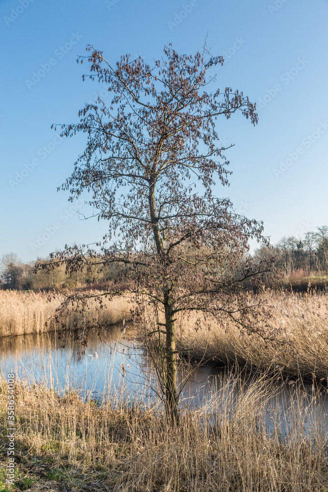 Winter image Black Alder, Alnus glutinosa, in natural environment of wet swamp land without tree leaves but with Alder catkins against background with blue skies Winter image Black Alder, Alnus glutinosa, in natural environment of wet swamp land without tree leaves but with Alder catkins against background with blue skies