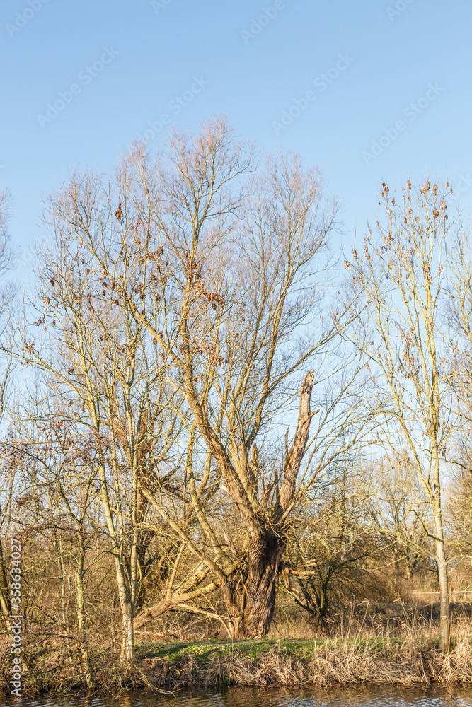 Dead and worm infested white willow along little river as a major ecological building stone and important natural value in the landscape Dead and worm infested white willow along little river as a major ecological building stone and important natural value in the landscape