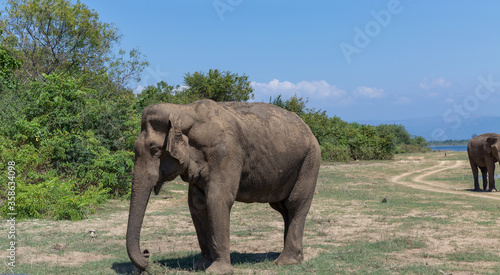 Close up of elephant in a Udawalawe National Park of Sri Lanka