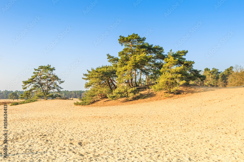 De Loonse en Drunense Duinen  form one of the largest living sand drifts of Europe with special flora and fauna and groups high pine trees standing on exposed tree roots
