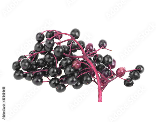 Elderberries with twig isolated on a white background. Sambucus.