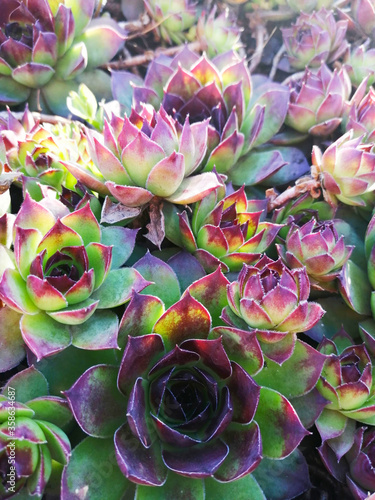 Garden Stone Rose in green and pink colors.