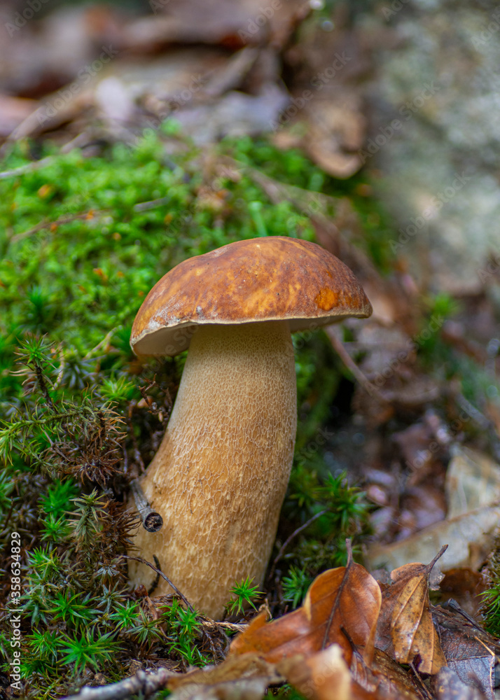 Summer cep mushroom (Boletus reticulatus) growing in the forest.Close up,macro.