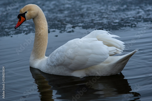 Swan - cygnu olor