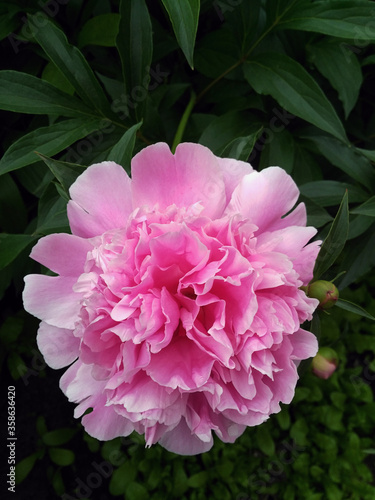 Blooming peony flower  pink close-up. Macro  the plant..