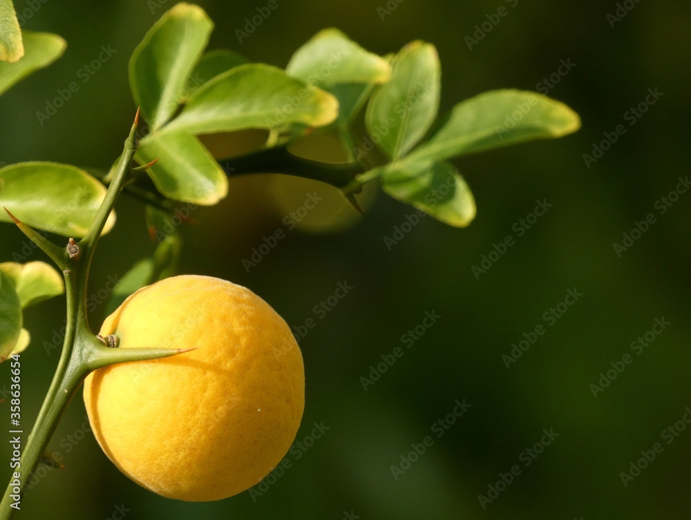 Trifoliate orange (Poncirus trifoliata) - Chinese bitter orange fruit and leaves, Botanical Garden of the University of Vienna, Austria