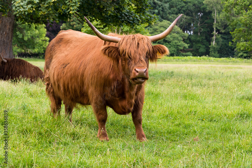 Vereinigtes Königreich, Schottland, Angus, Glamis, Schottische Hochlandrind, Highland Cattle oder Kyloe genannt bei Glamis Castle