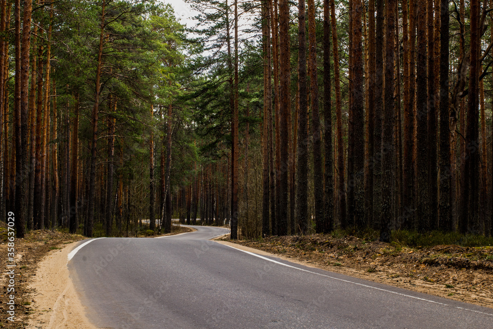 Fototapeta premium a winding clean paved smooth road in the spring pine forest goes into the distance