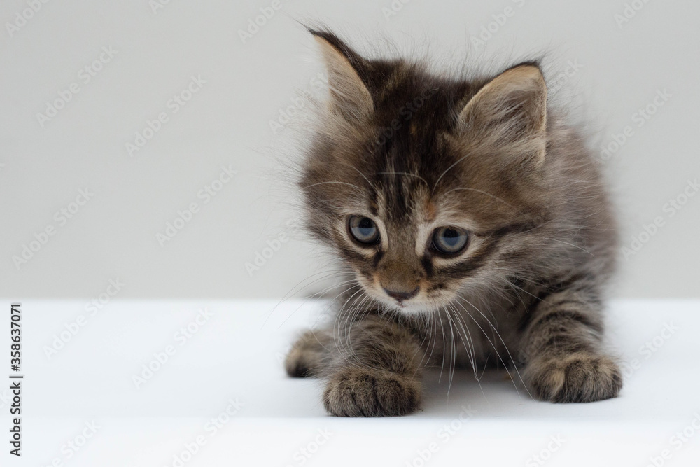 Fototapeta premium Black fluffy cat on gray background.