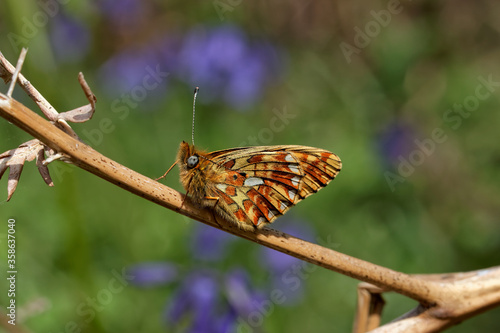 A Pearl-bordered Fritillary Butterfly perched on a bracken stem.