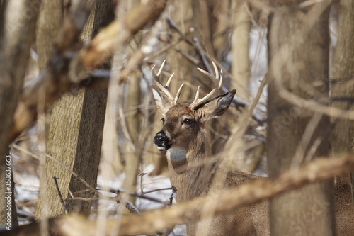 A Whitetail buck in the winte woods.