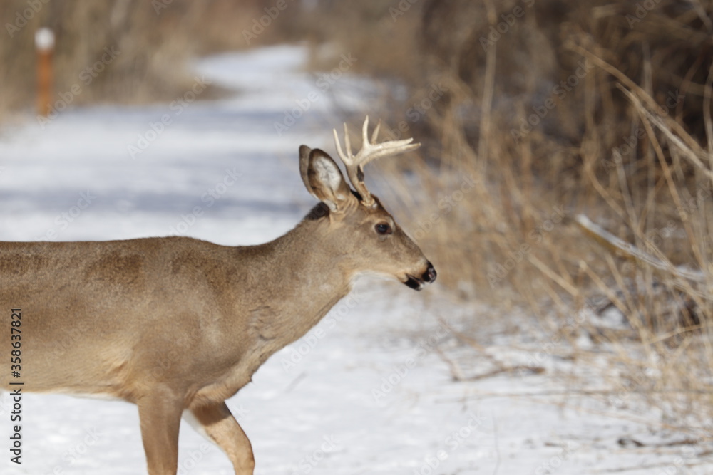 A Whitetail buck in the winter woods. A Whitetail buck in the winter woods.