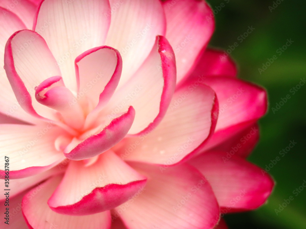 Pink ginger flowers with white petals against a leaf green background. Pink ginger flowers with white petals against a leaf green background.