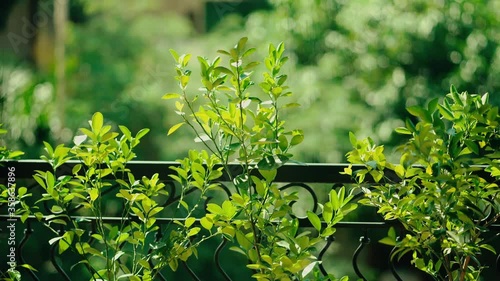 Looping video of a green plant leaves in a breezy afternoon 4k 30fps