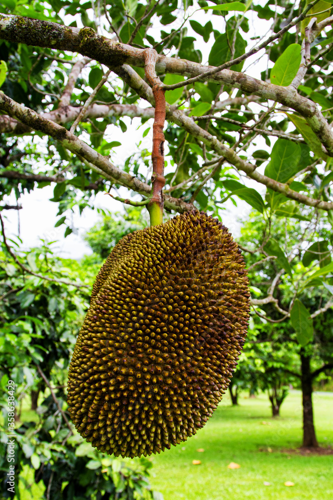 Young durian fruits, Daintree Rainforest, Queensland, Australia Stock