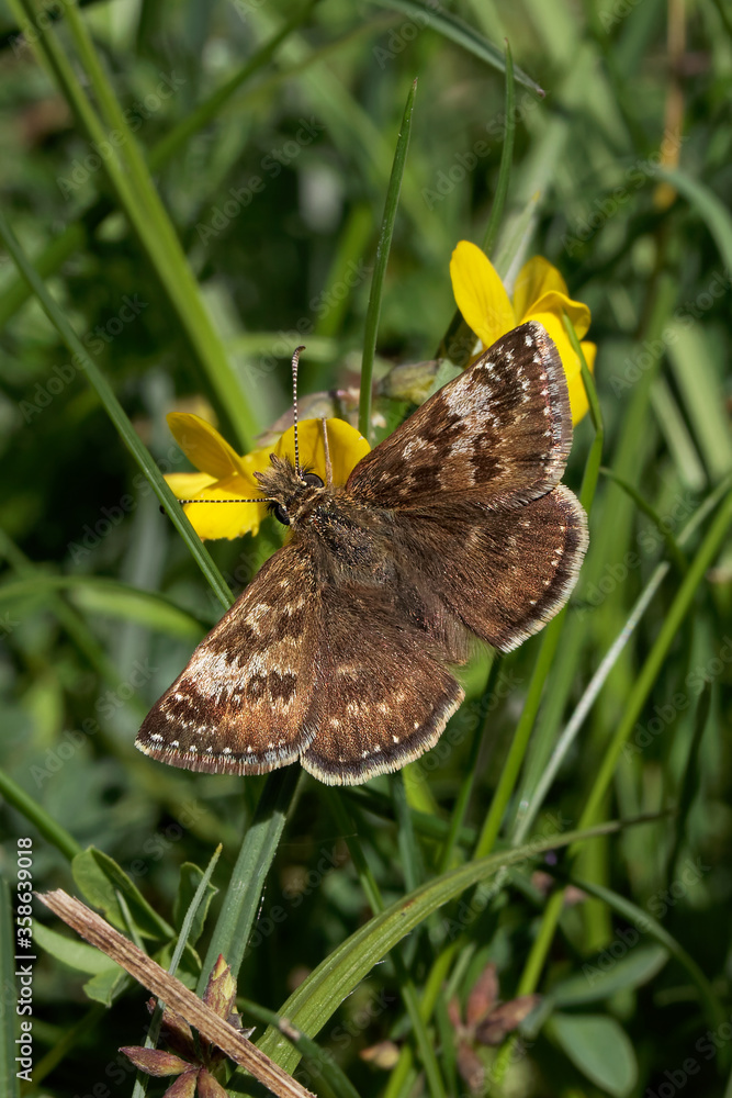 A Dingy Skipper Butterfly nectaring on Horseshoe Vetch. A Dingy Skipper Butterfly nectaring on Horseshoe Vetch.