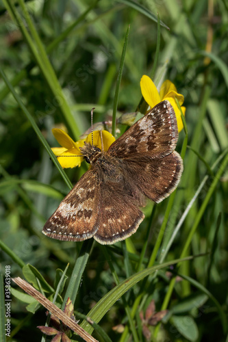 A Dingy Skipper Butterfly nectaring on Horseshoe Vetch.