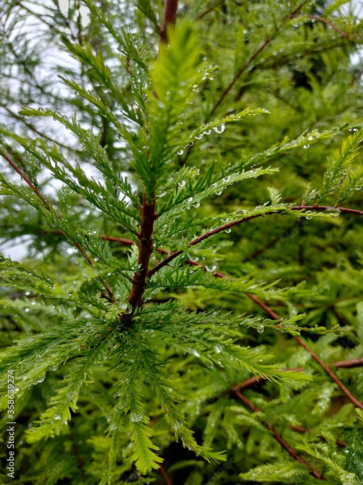 green pine needles after rain green pine needles after rain