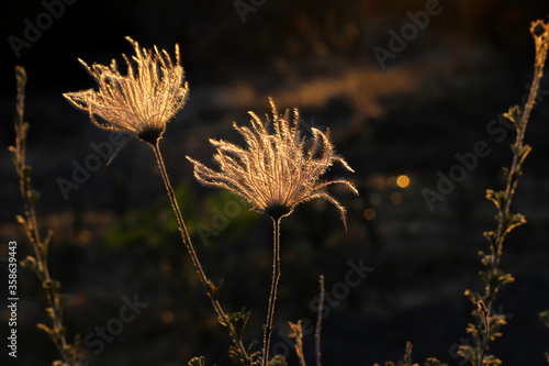 Apache Plume backlit photo