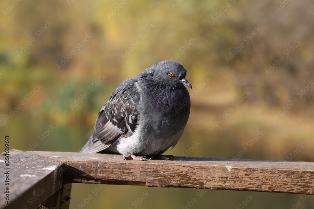 Fototapeta premium Grey and sad pigeon.