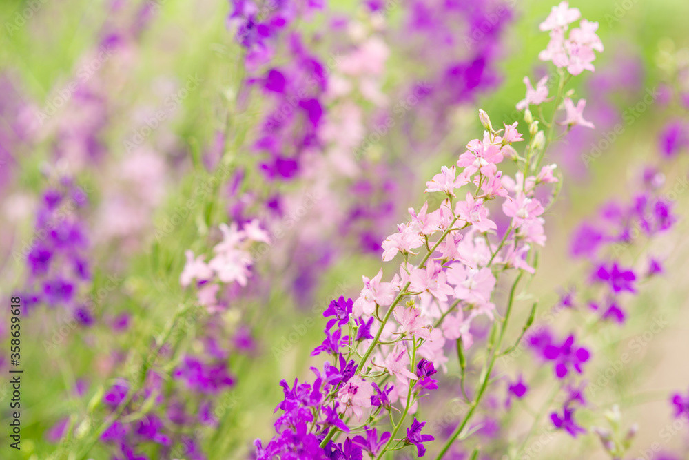 Purple and pink wildflowers. Summer photo Purple and pink wildflowers. Summer photo