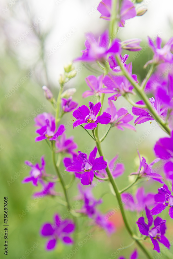 Fototapeta premium Purple and pink wildflowers. Summer photo