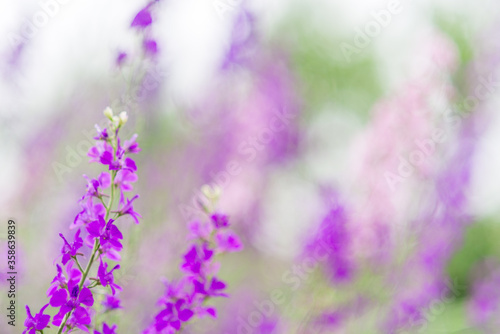 Summer background with flowers. Purple and pink wild flowers