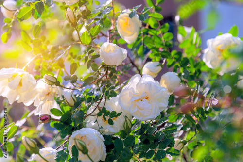 Beautiful bright white bush of blossoming dog-rose in the garden close-up macro with soft focus in rays of sunlight outdoors spring morning.