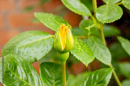 Close-up of a yellow rose bud on a summer day