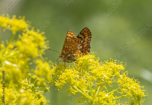 Closeup shot of Marsh fritillary (Euphydryas aurinia) butterfly on a yellow flower photo