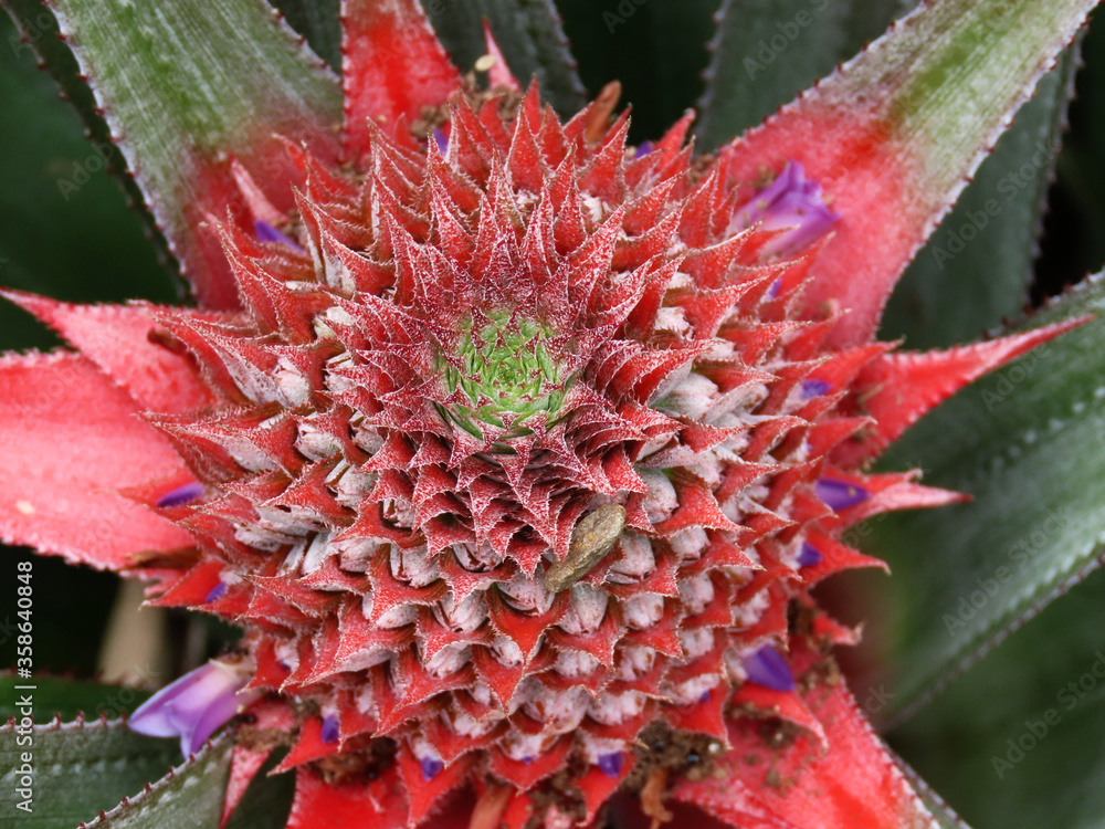 Red pineapple with surrounding green leaves. Red pineapple with surrounding green leaves.