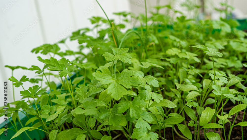 young and fresh herbs with dew drops. Green parsley with drops on the leaves. Wet parsley.