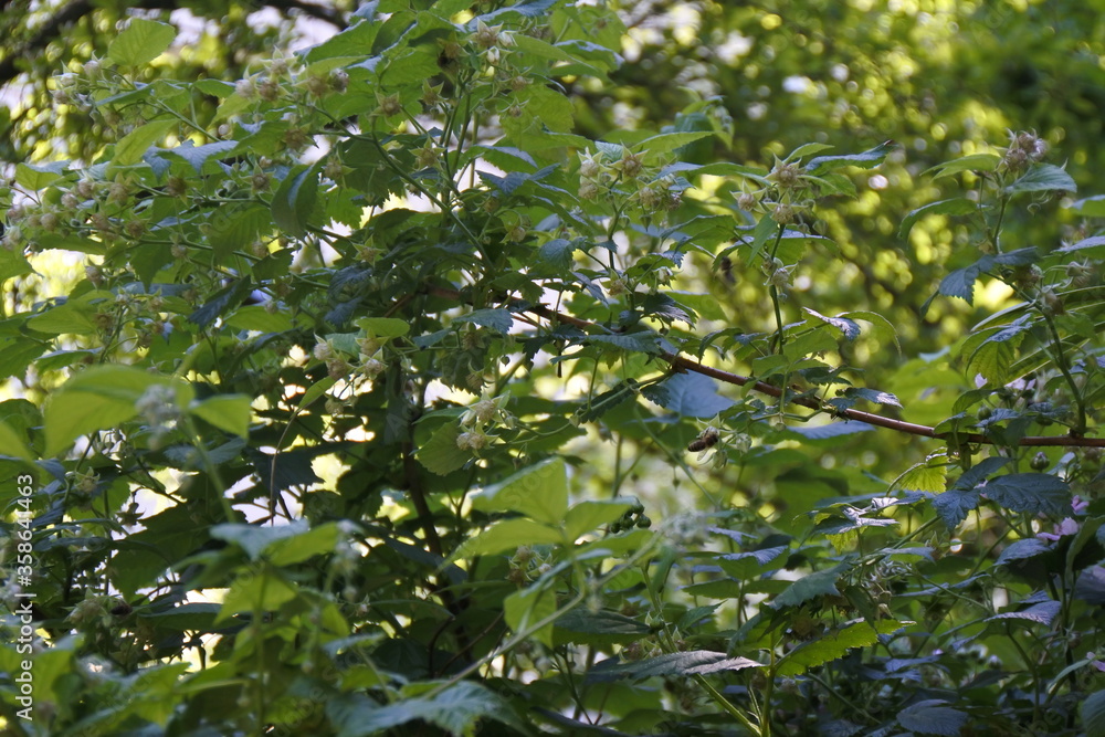 Blüten der Gartenheidelbeere - Sterne gibt es auch am Tag Blüten der Gartenheidelbeere - Sterne gibt es auch am Tag
