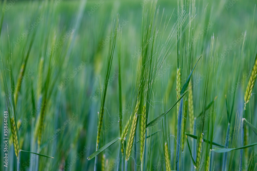 Obraz premium young green rye in a field macro. Secale Cereale