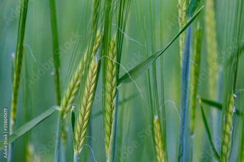 young green rye in a field macro.  Secale Cereale