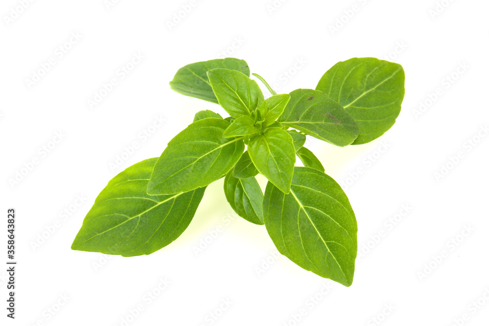 Fresh green Basil leaves - for cooking Fresh green Basil leaves - for cooking